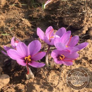 Kashmiri Saffron (1g)